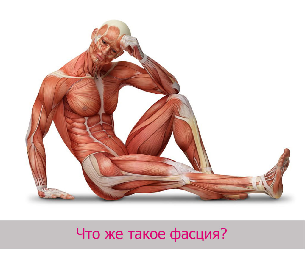 фасция
