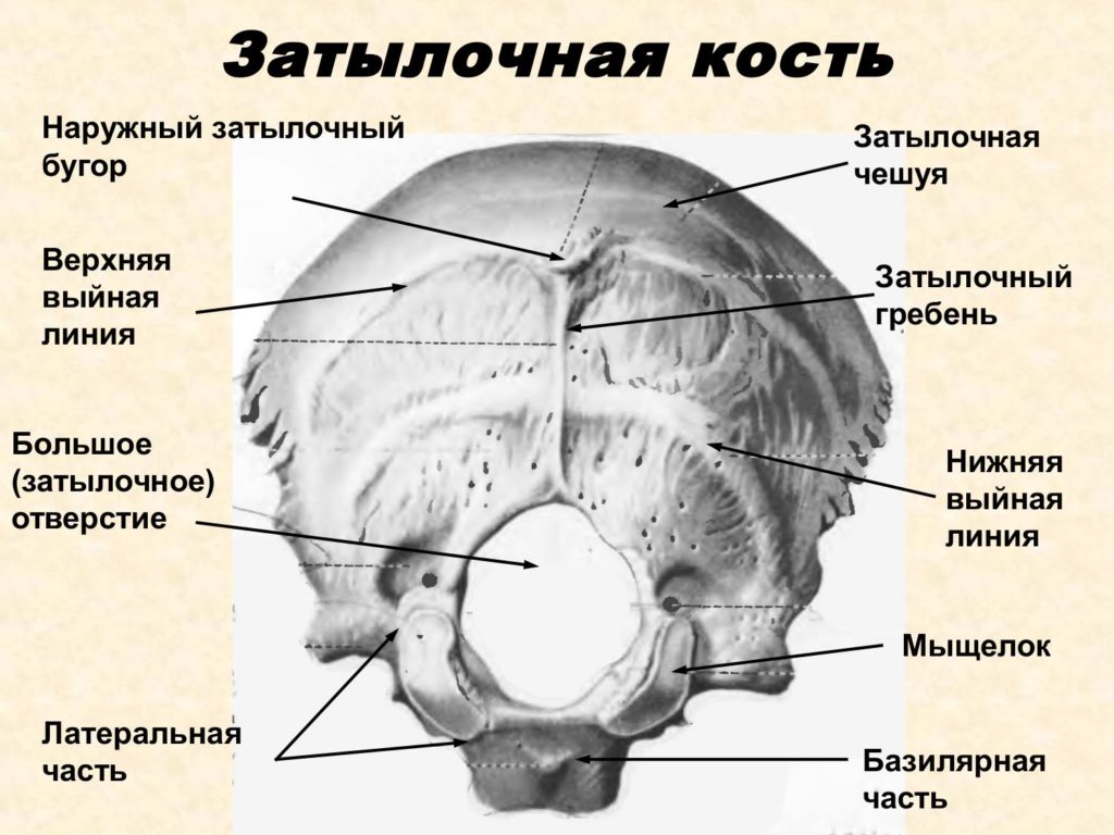 Анатомия и дисфункции затылочной кости
