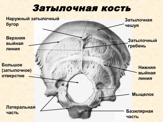 Анатомия и дисфункции затылочной кости, и структур которые с ней взаимодействуют
