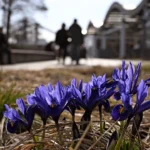 период весны